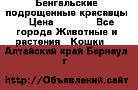 Бенгальские подрощенные красавцы. › Цена ­ 20 000 - Все города Животные и растения » Кошки   . Алтайский край,Барнаул г.